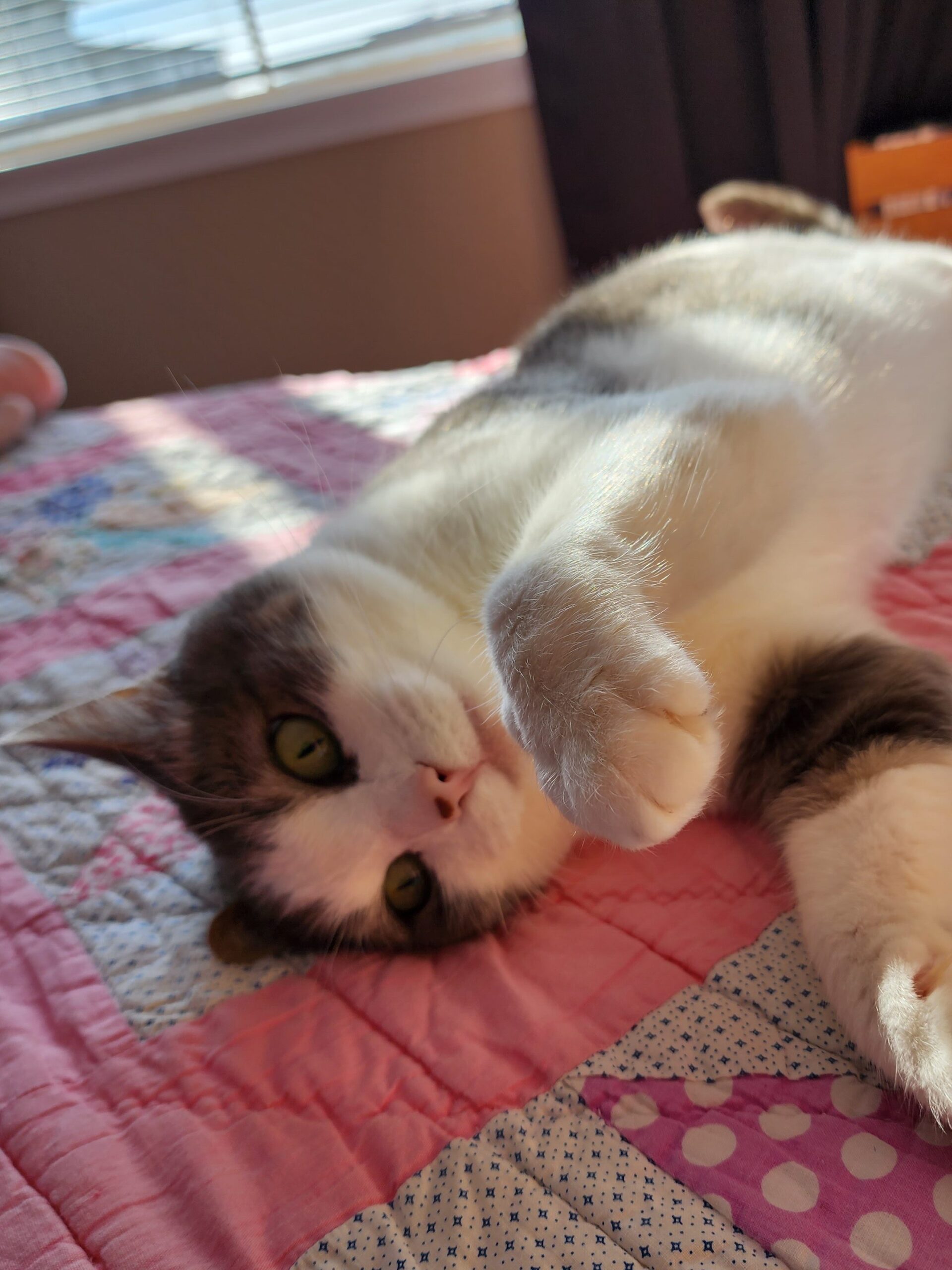 Jitterbug laying down, raising her paw toward camera