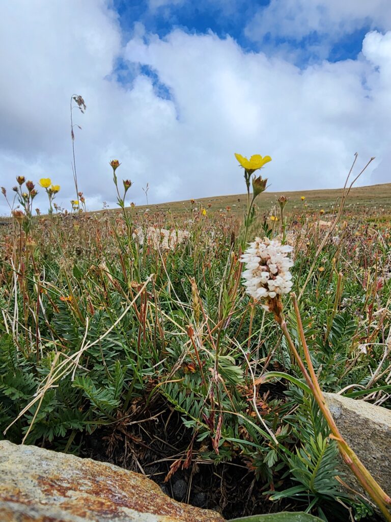 Wildflowers in forefront, field and cloudy sky in background