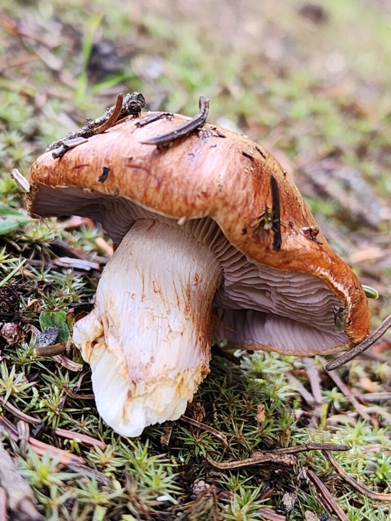 red cap mushroom in field