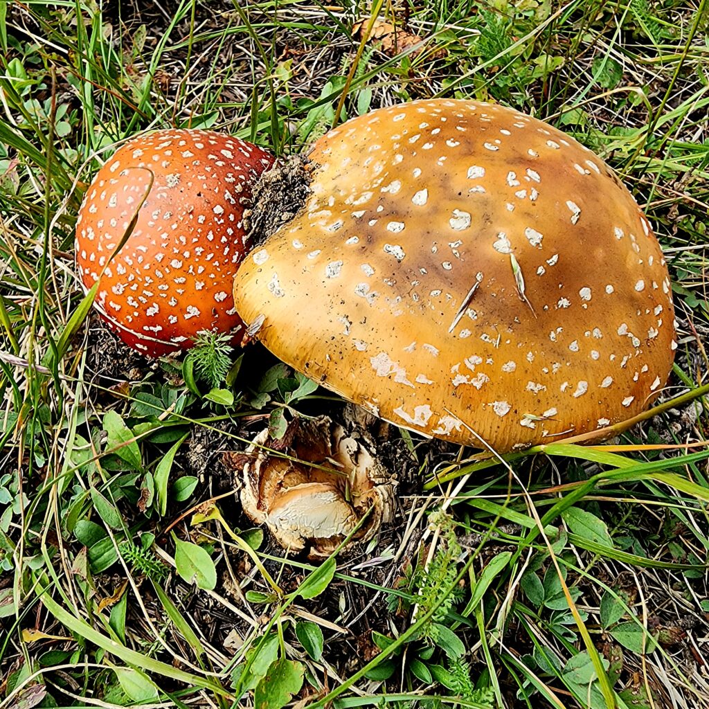 mushrooms in field