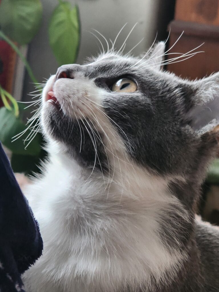 Ziggy with his tongue sticking out