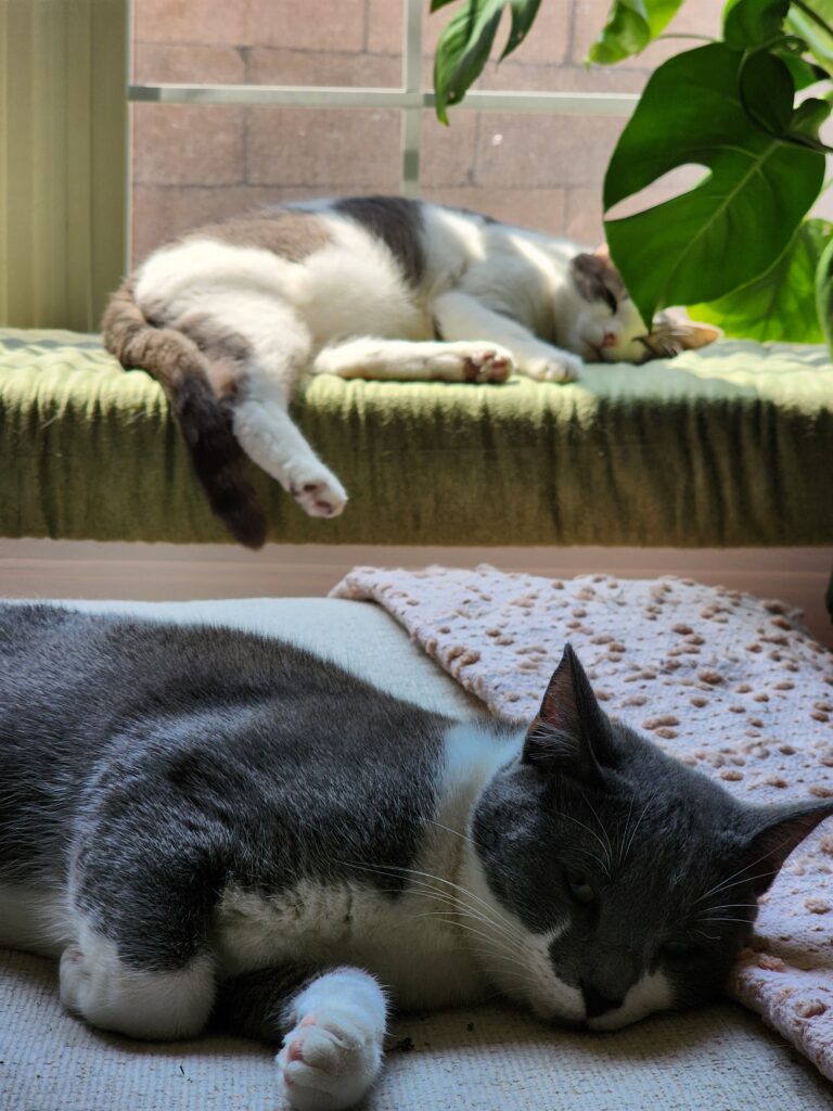 Ziggy Stardust in foreground, Jitterbug in background. Both sleeping.