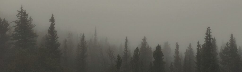 fog in rocky mountain forest